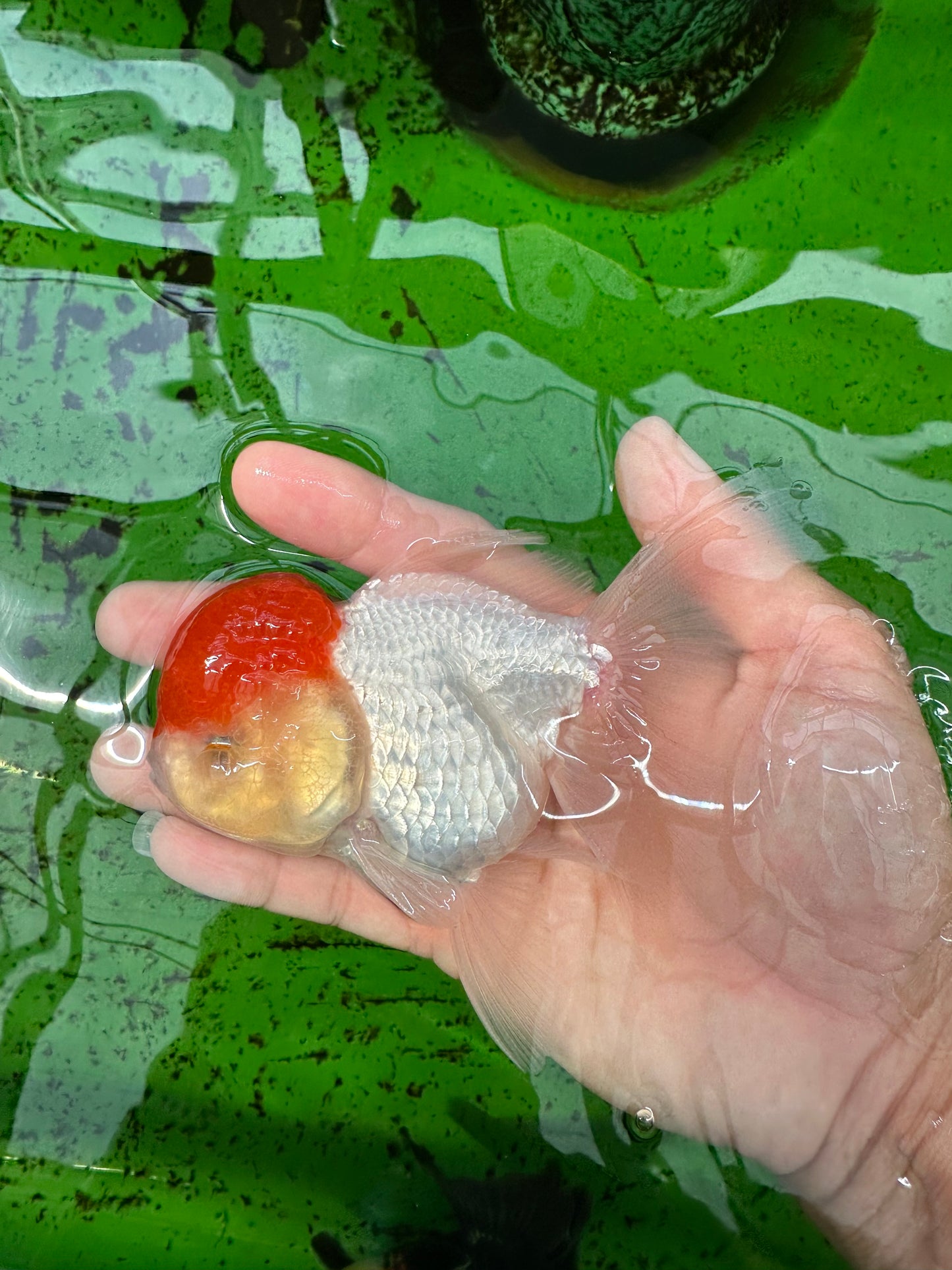 AAA Grade Red Cap Oranda Female 4.5-5 inches #0830OR_09