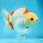 A Grade SUPER CUTE Red White Yuanbao Male 5 inches #090525YB_06