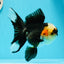 AAA Grade Batman Tricolor Oranda Female 4.5  inches #0510OR_14