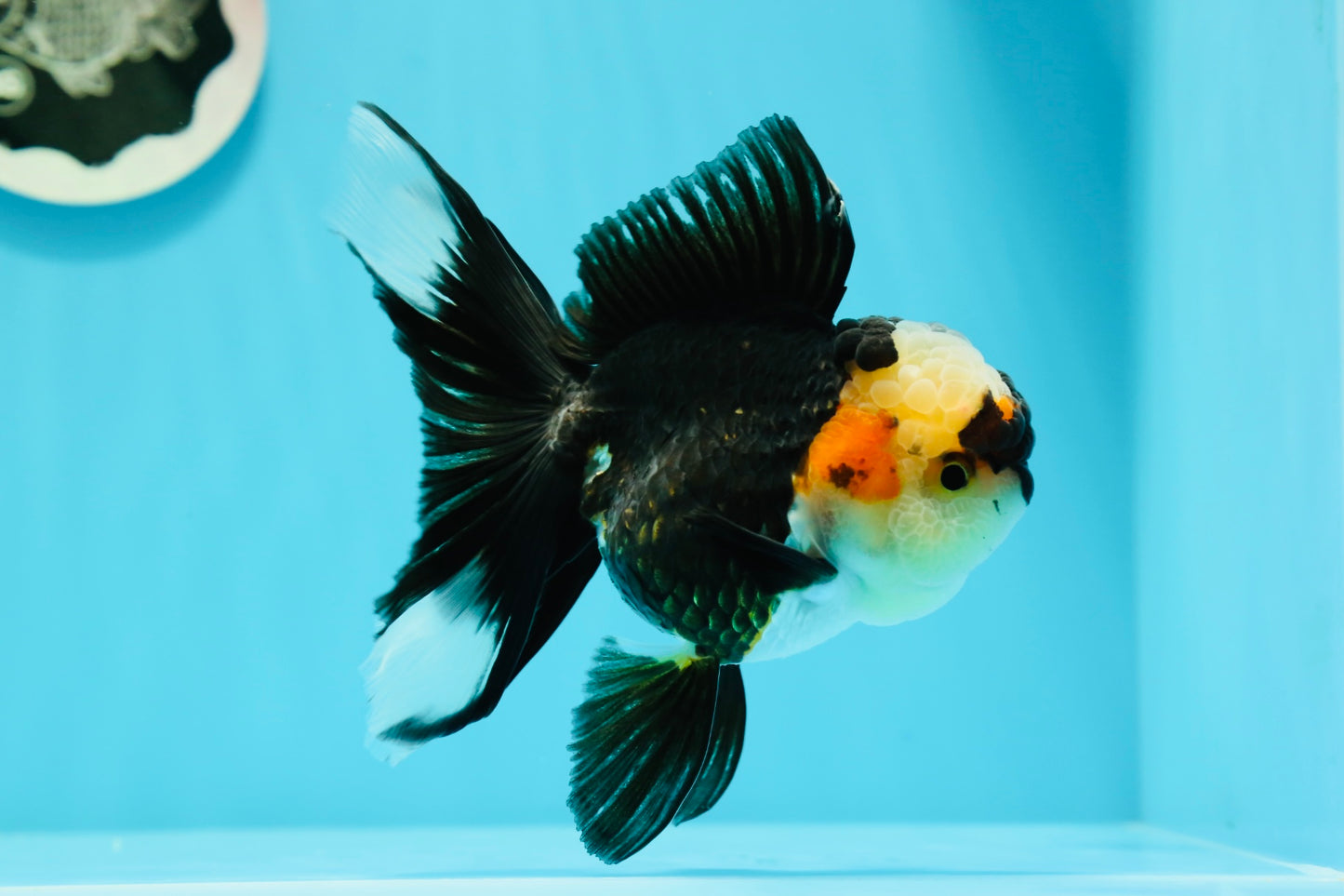 AAA Grade Batman Tricolor Oranda Female 4.5  inches #0510OR_14