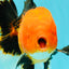 UNIQUE AAA Grade Apache Oranda Male 6 inches #101626OR_07