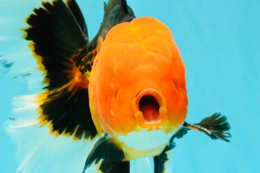 UNIQUE AAA Grade Apache Oranda Male 6 inches #101626OR_07