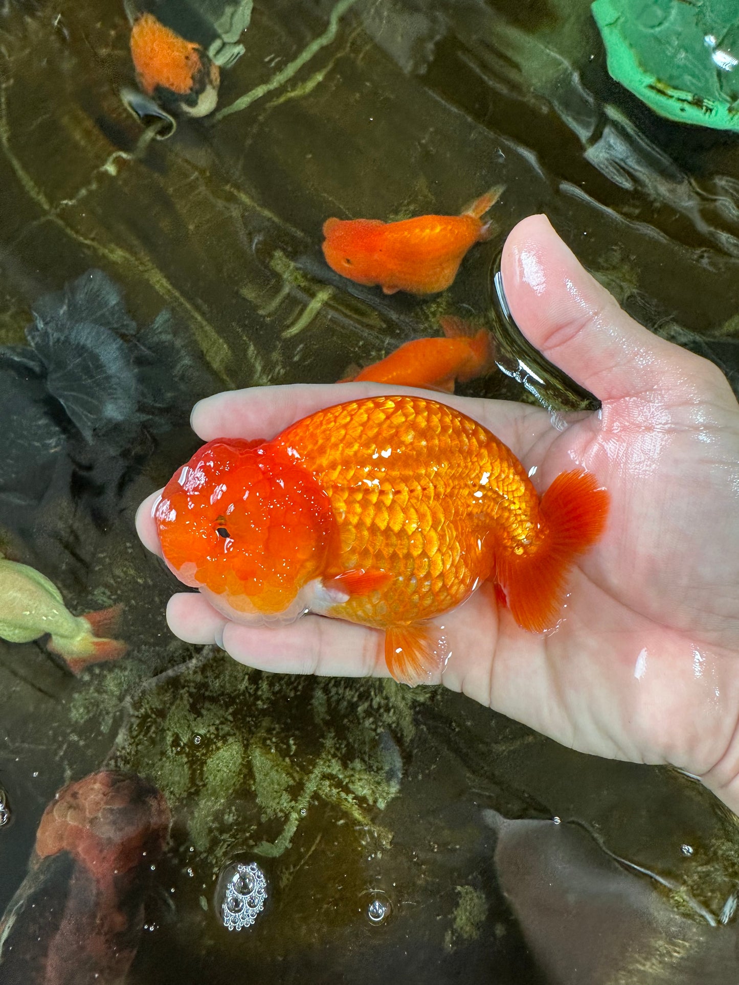 A Grade FLUFFY WEN Red White LionQueen 4.5 inches #072525LC_02