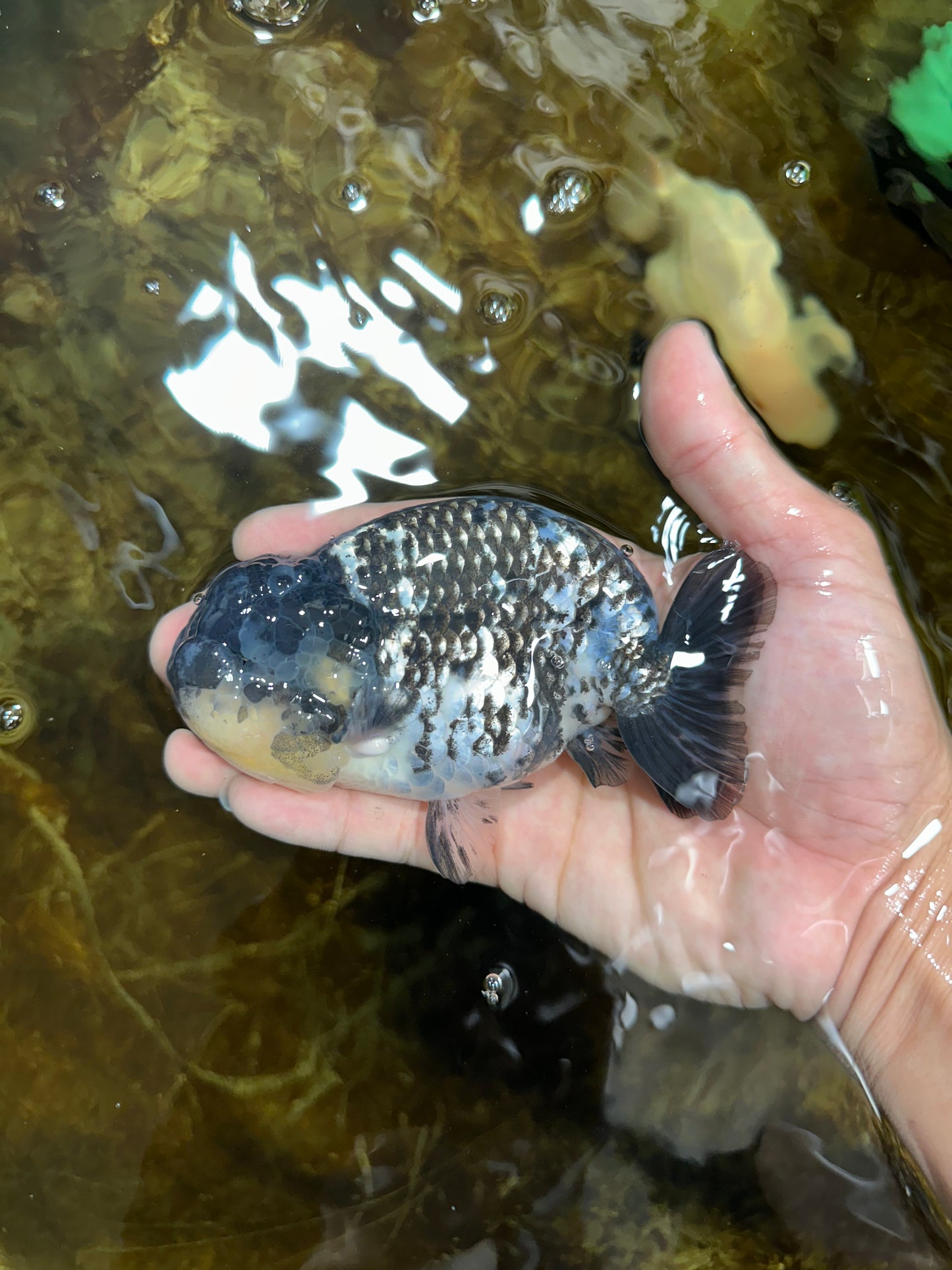 A Grade RARE White Tiger LionKing 4.5 inches #082925LC_04