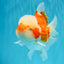 FLUFFY WEN Red White Oranda Male 6.5 inches #040326OR_11