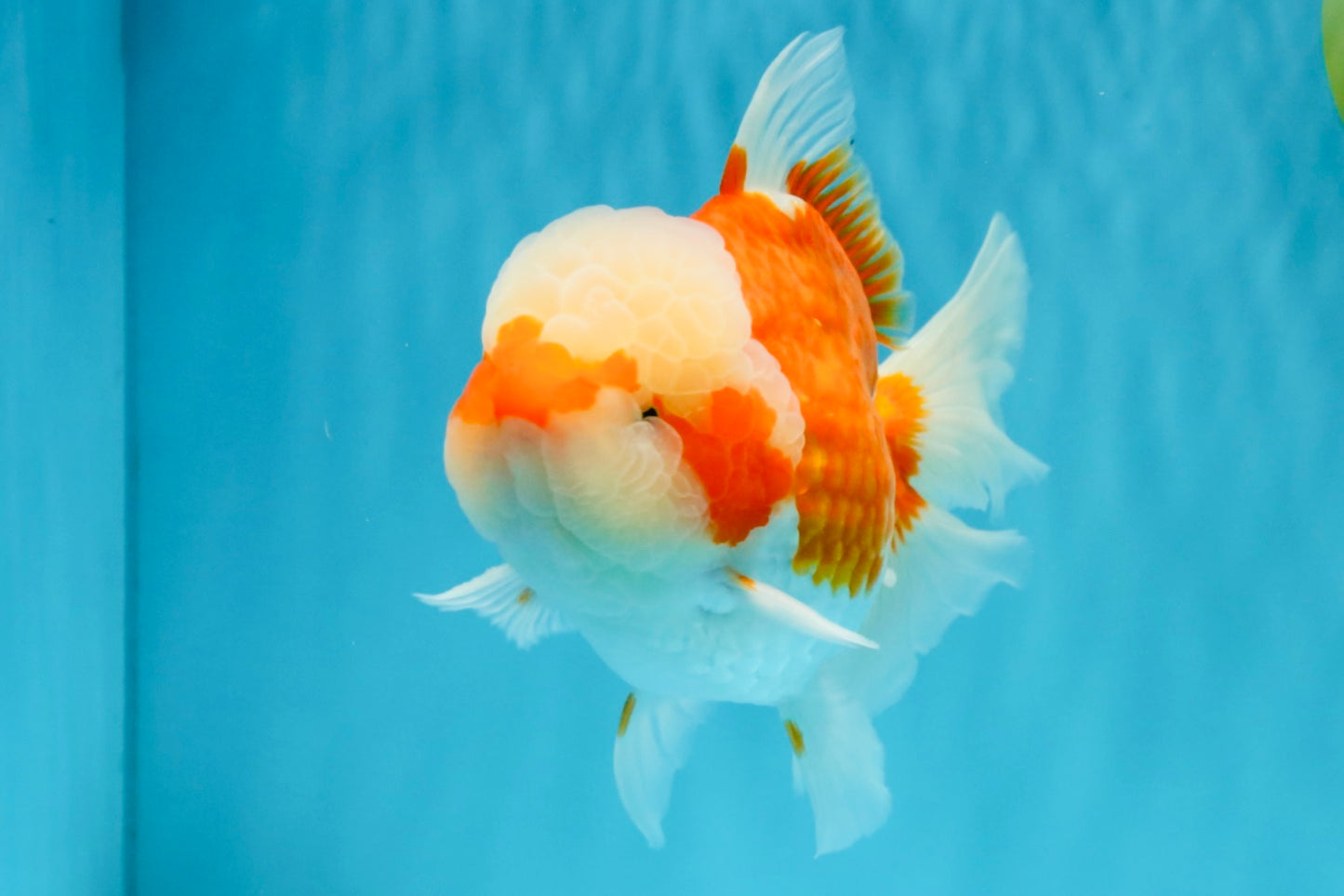 FLUFFY WEN Red White Oranda Male 6.5 inches #040326OR_11