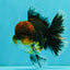 AAA Grade Dark Tiger Red Head Oranda Male 5-5.5 inches #050126OR_10