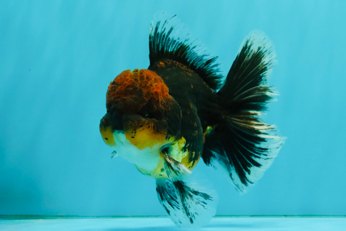 AAA Grade Dark Tiger Red Head Oranda Male 5-5.5 inches #050126OR_10
