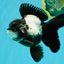 ROYAL A Grade Panda Oranda Female 5.5-6 inches #031326OR_24