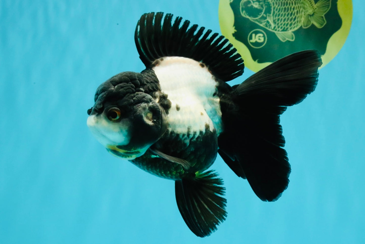 ROYAL A Grade Panda Oranda Female 5.5-6 inches #031326OR_24