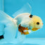 A Grade Tricolor Oranda Male 5.5 inches #070425OR_15