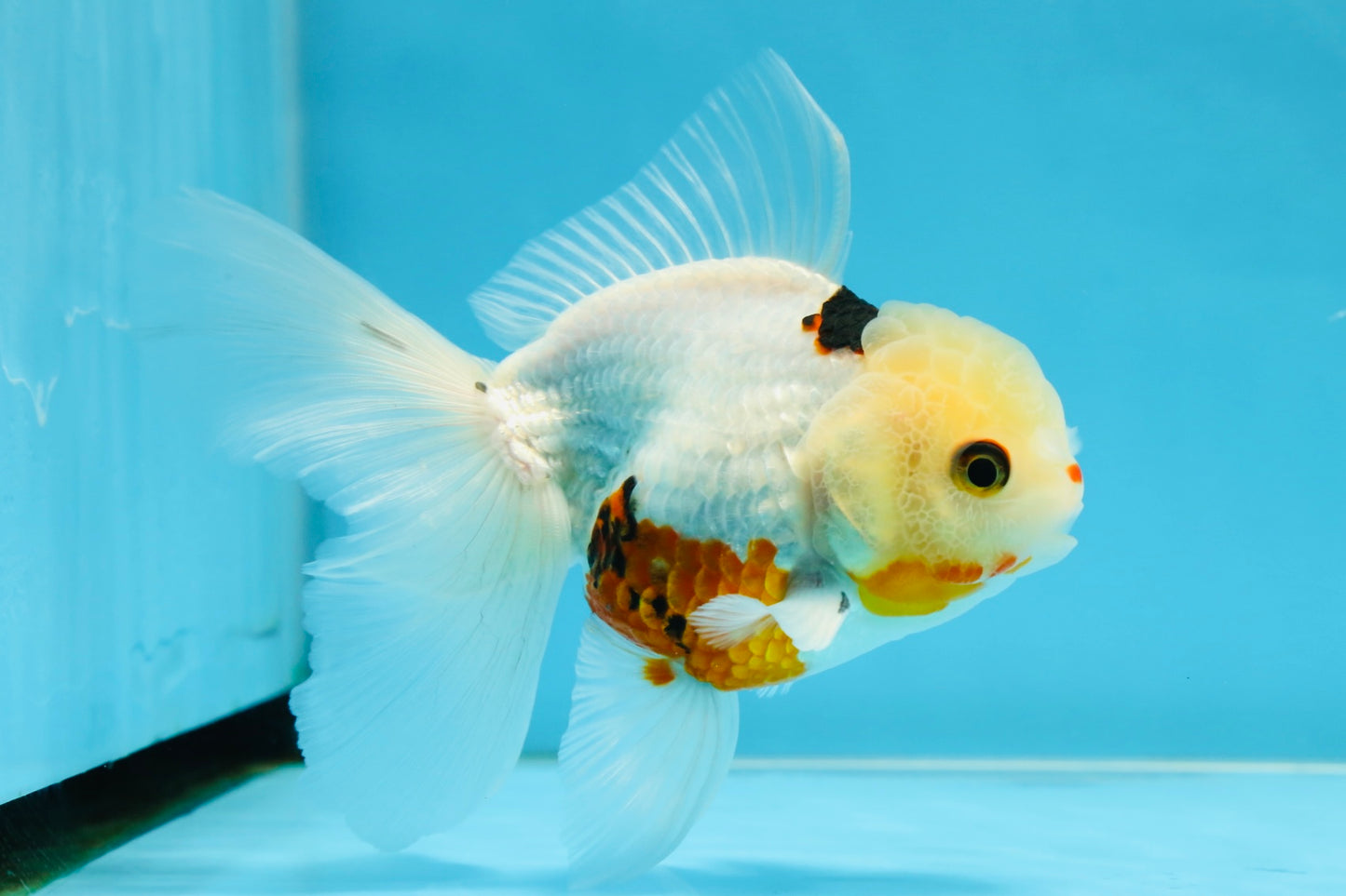 A Grade Tricolor Oranda Male 5.5 inches #070425OR_15