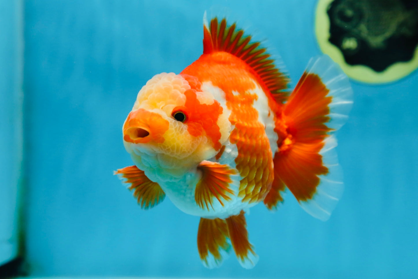 AAA Grade PULLDOG Godzilla Red White Yuanbao 5-5.5 inches #080825YB_25