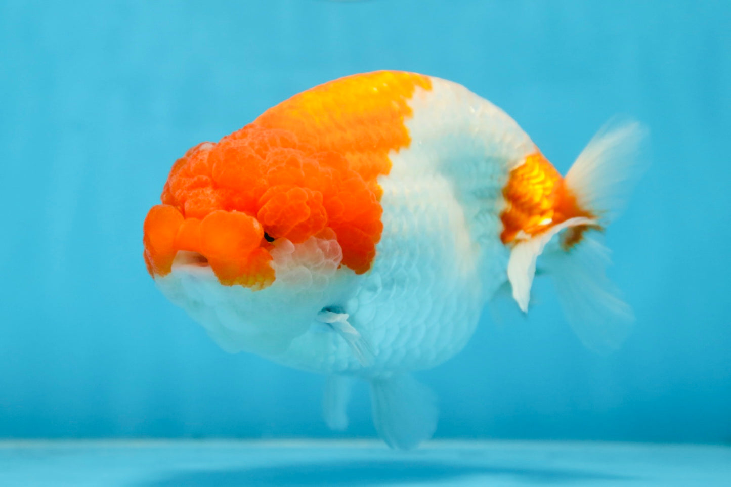 AAA Grade FLUFFY WEN Red White LionQueen 5.5-6 inches #090525LC_02