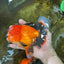 AAA Grade Young Godzilla Apache Oranda Male 6 inches #081525OR_09