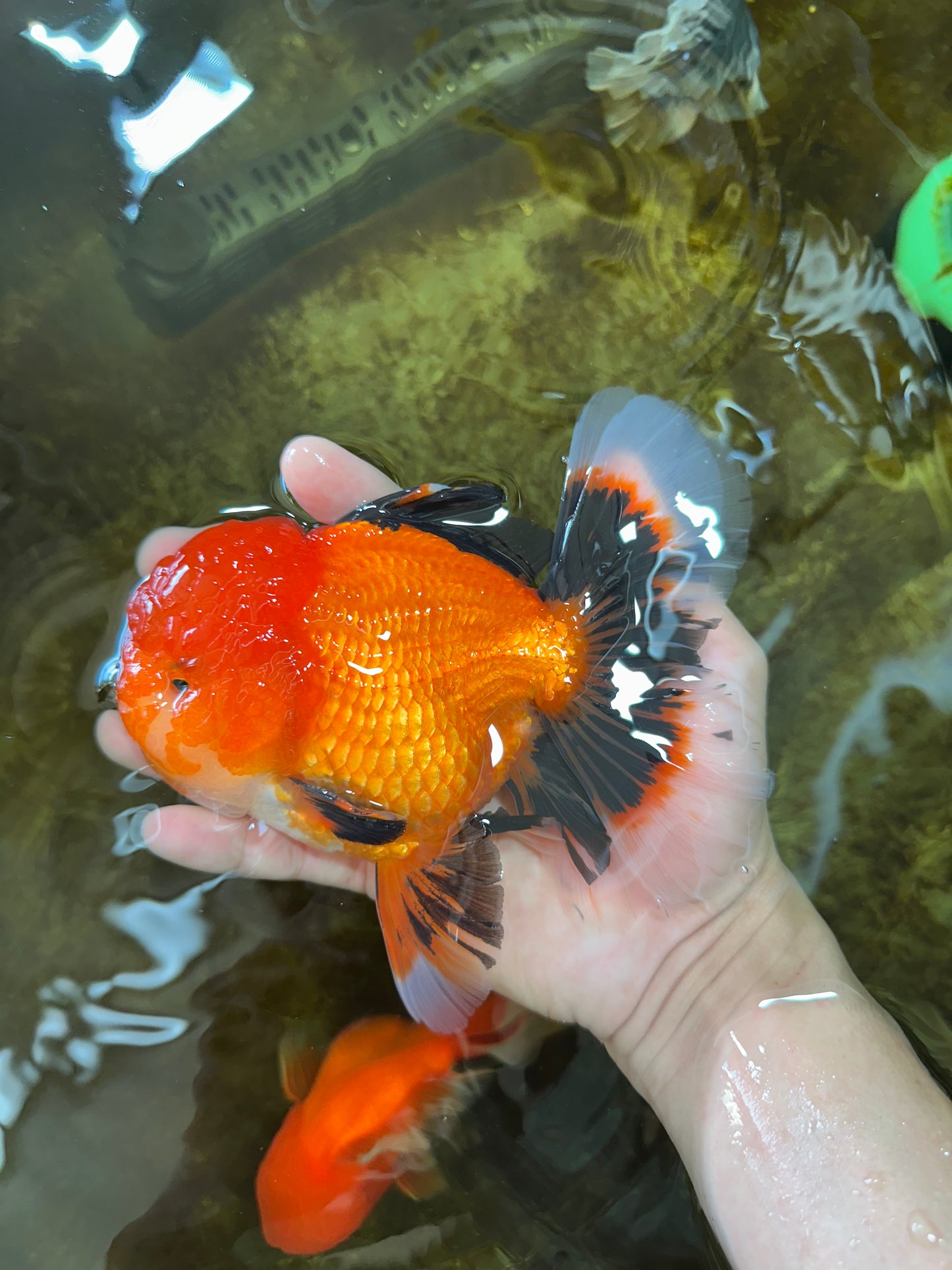 AAA Grade Young Godzilla Apache Oranda Male 6 inches #081525OR_09