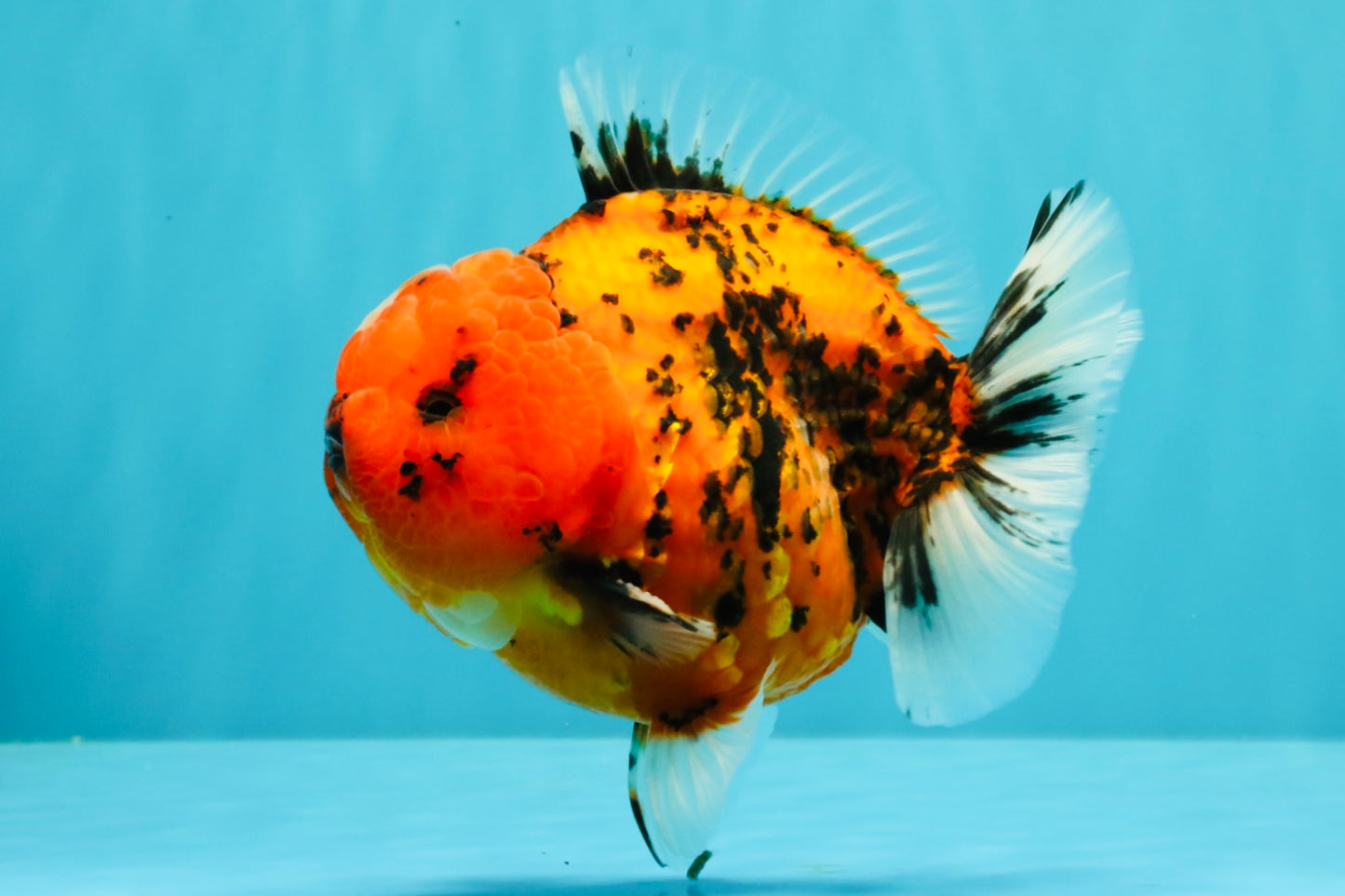 AAA Grade Godzilla Tiger Yuanbao Male 5-5.5  inches #031326YB_21