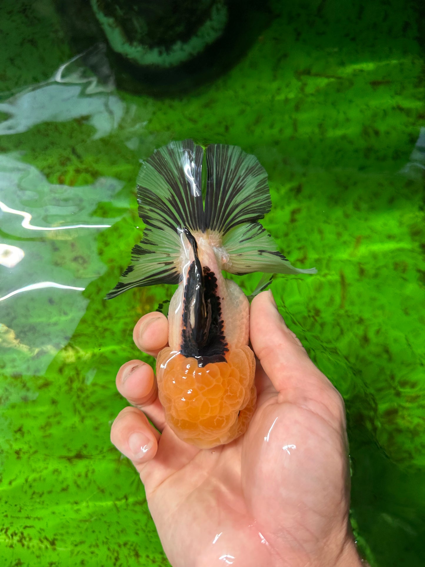 A Grade Panda Lemonhead Oranda Female 5 inches #0927OR_28