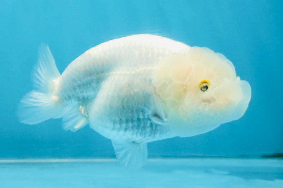 Snow White Lionchu Female 3.5 inches #121925LC_01