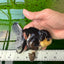 AAA Grade Tricolor Oranda Female 4.5 inches #0920OR_28