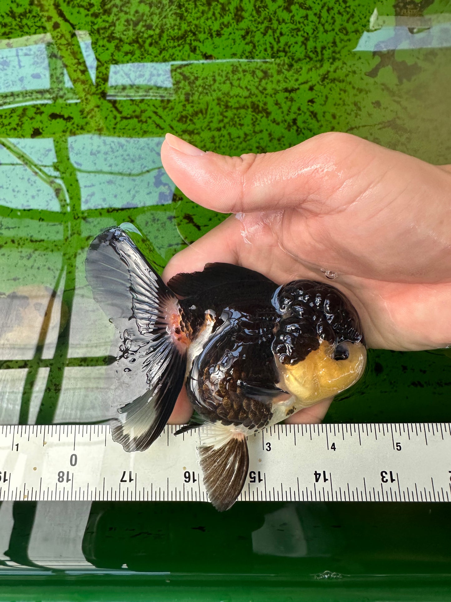 AAA Grade Tricolor Oranda Female 4.5 inches #0920OR_28