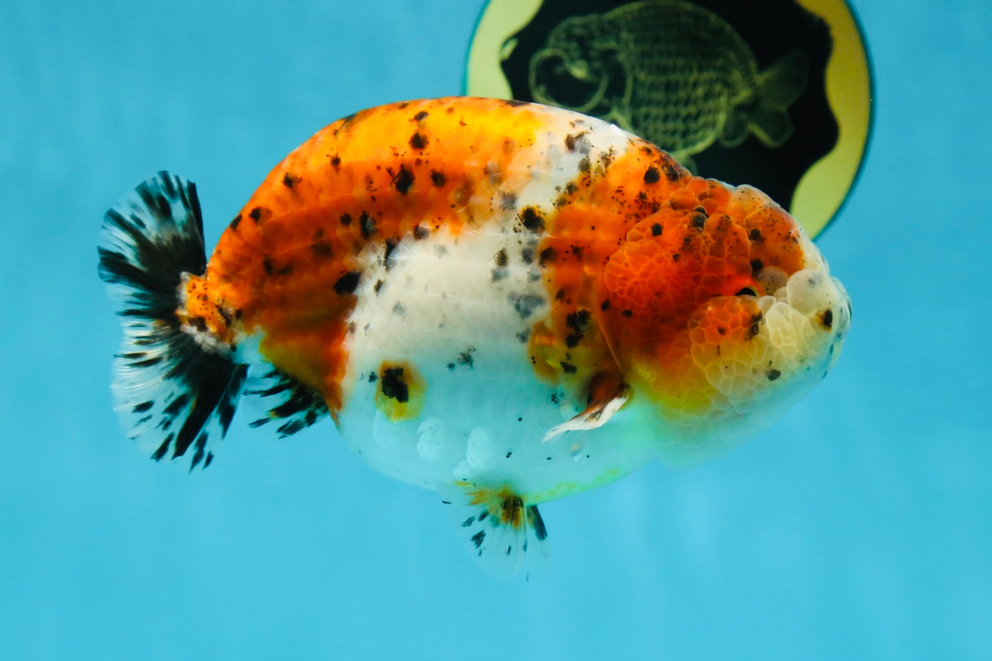 AAA Grade Calico LionKing 4.5-5 inches #050925LC_03