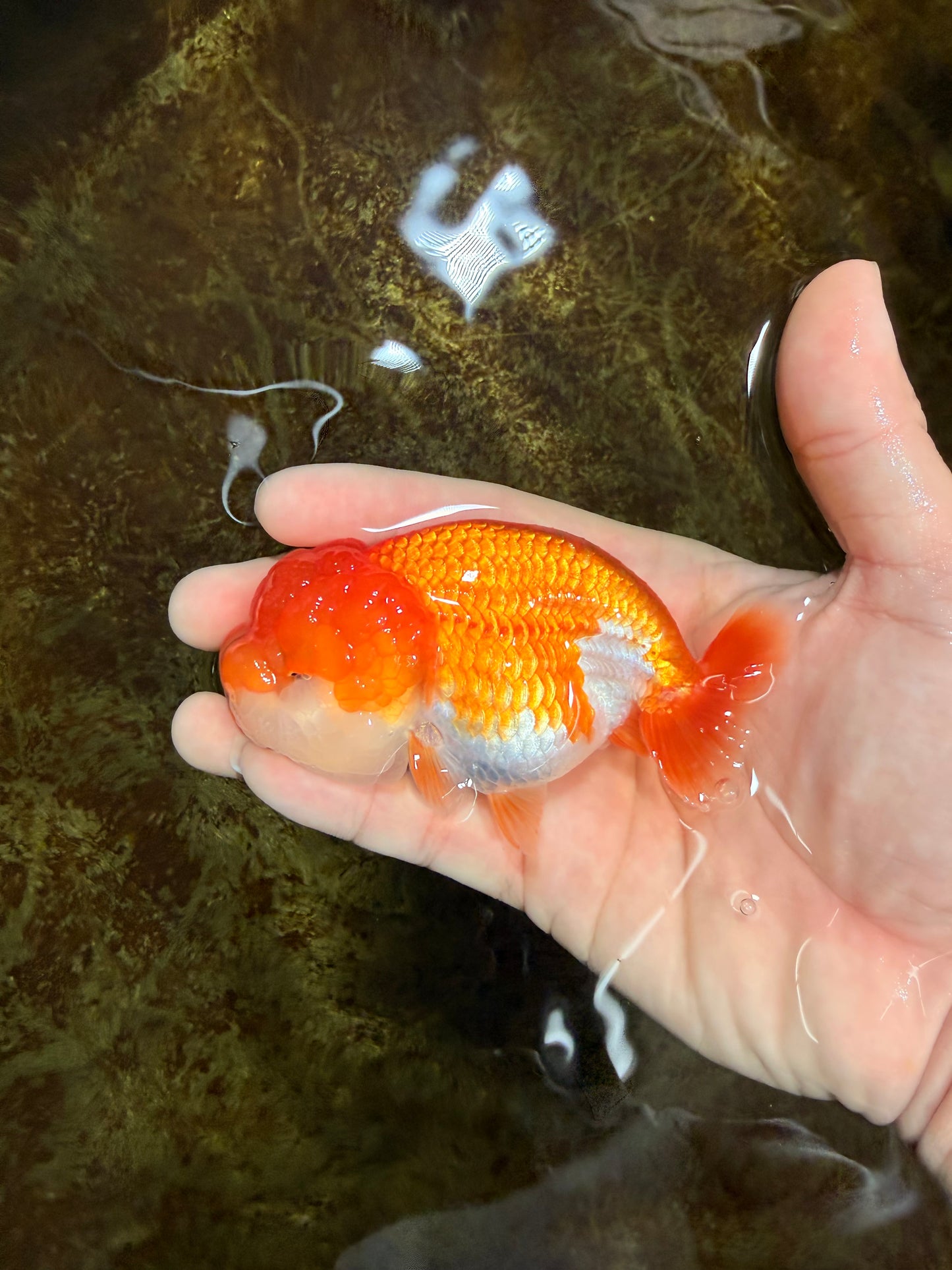 CHEEKY Red White LionChu Female 3.5-4 inches #120525LC_18