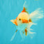 FLUFFY TAIL A Grade Jade Head Red White Oranda Male 5.5-6 inches #090426OR_13