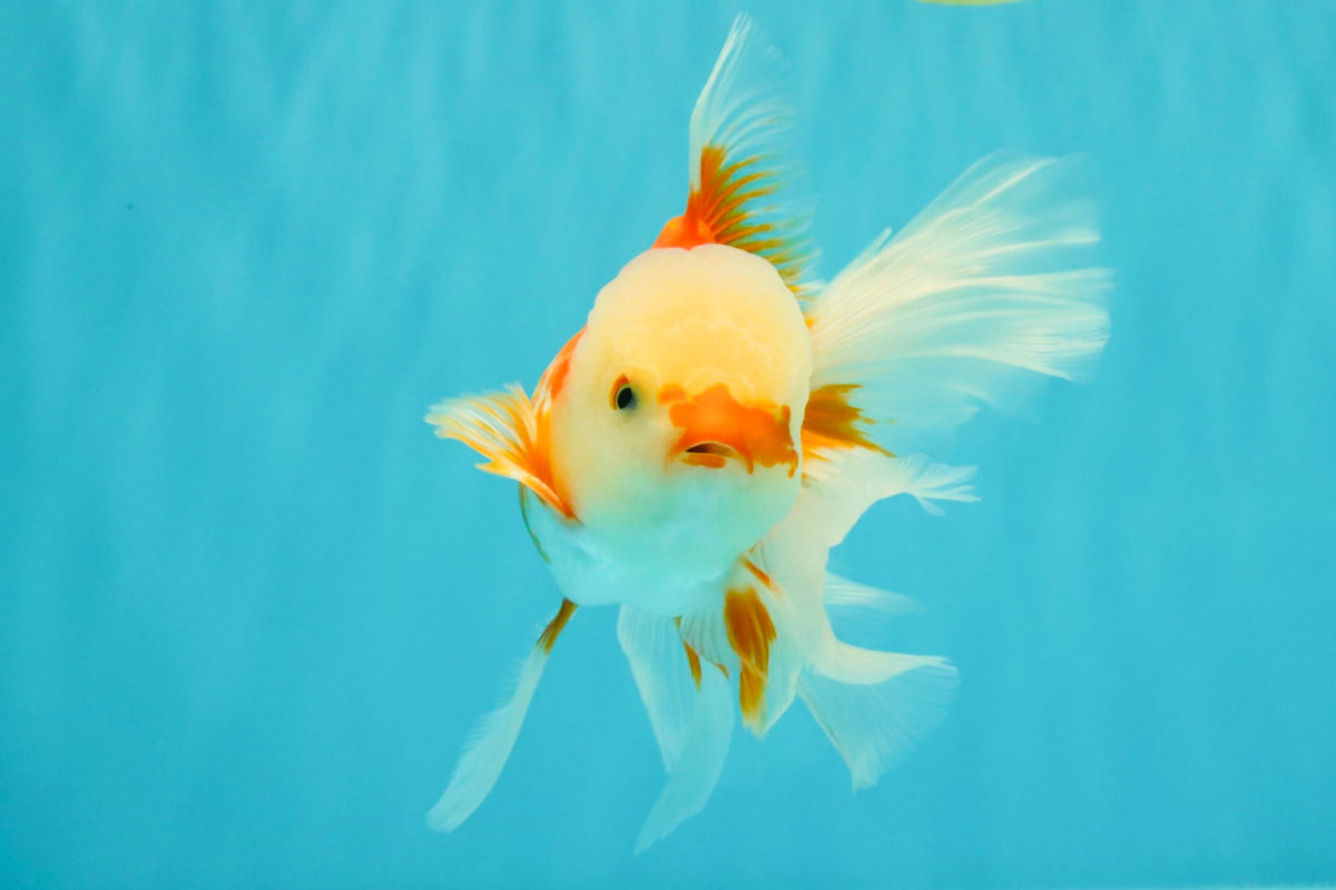 FLUFFY TAIL A Grade Jade Head Red White Oranda Male 5.5-6 inches #090426OR_13