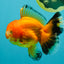 CHUNKY A Grade Red White Oranda Male 5.5-6 inches #042426OR_08