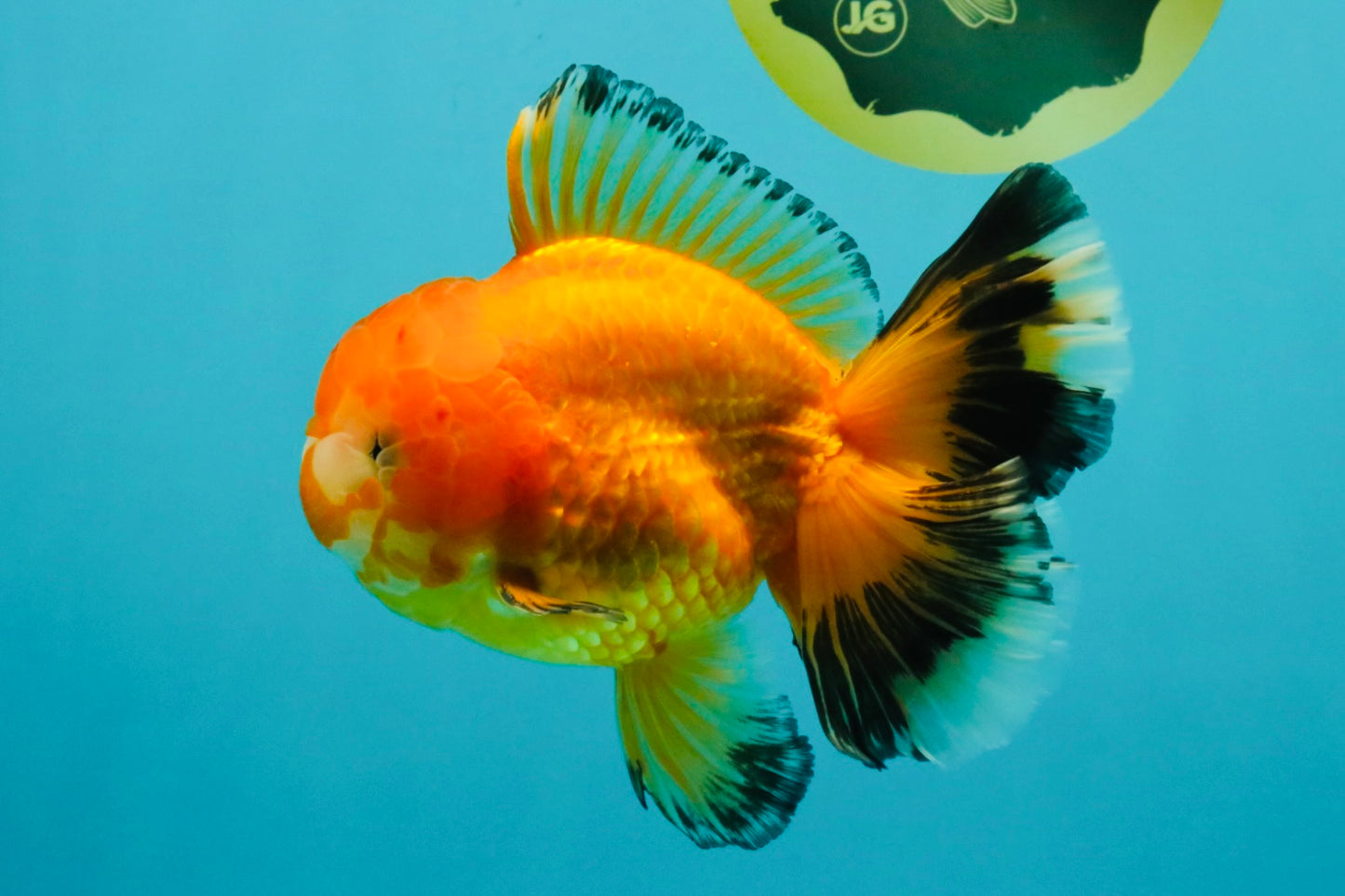 CHUNKY A Grade Red White Oranda Male 5.5-6 inches #042426OR_08