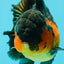 AAA Grade Lava Apache Oranda Male 5.5 inches #032026OR_10