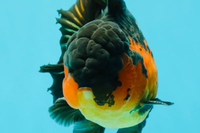 AAA Grade Lava Apache Oranda Male 5.5 inches #032026OR_10