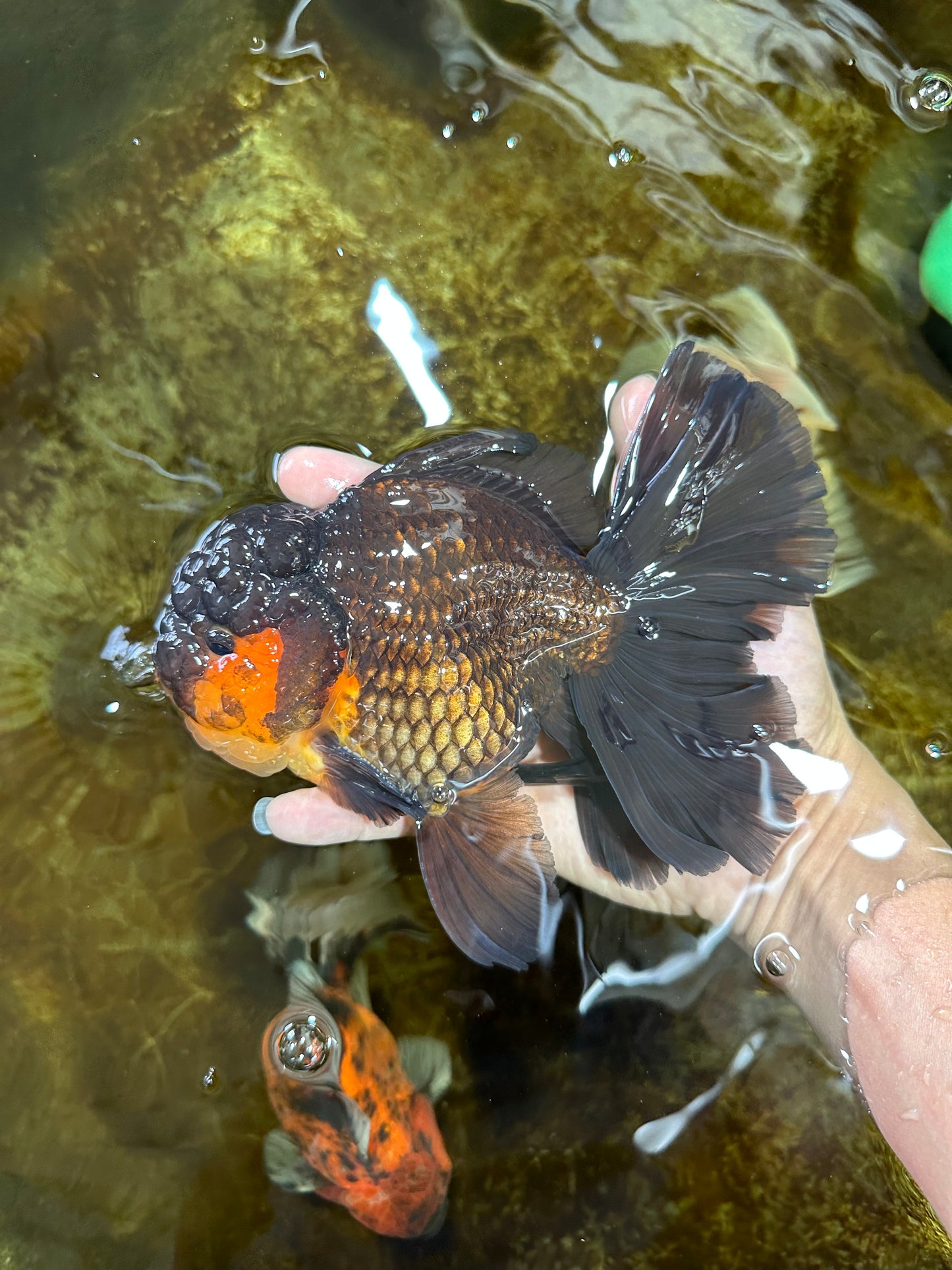 AAA Grade SPECIAL Red White Oranda Male 6.5 inches #080825OR_20
