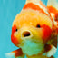 SUPER CUTE AAA Grade Strong Body Structure Kohaku Red White Yuanbao Male 6 inches #092526YB_12