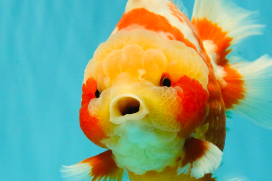 SUPER CUTE AAA Grade Strong Body Structure Kohaku Red White Yuanbao Male 6 inches #092526YB_12
