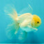 A Grade White Oranda Male 5-5.5 inches #102326OR_20