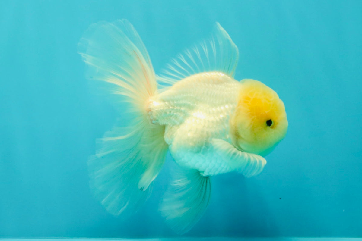 A Grade White Oranda Male 5-5.5 inches #102326OR_20