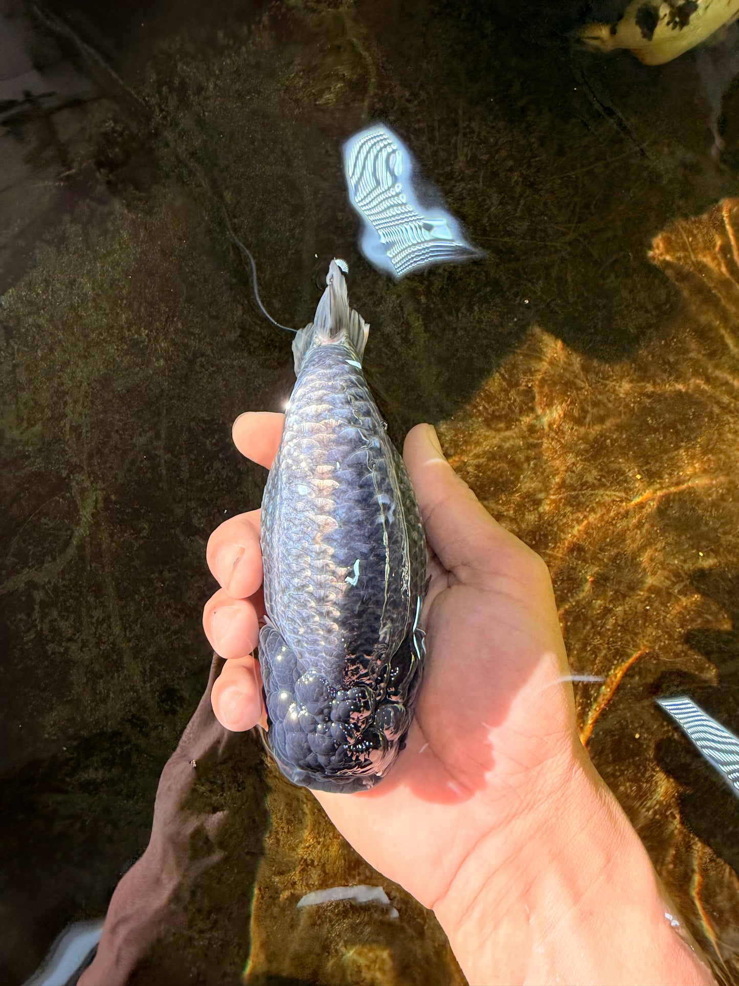 SPECIAL A Grade Black Blue LionQueen 5.5  inches #102425LC_07