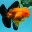 CHONKY A Grade Apache Oranda Male 5.5-6 inches #040326OR_09