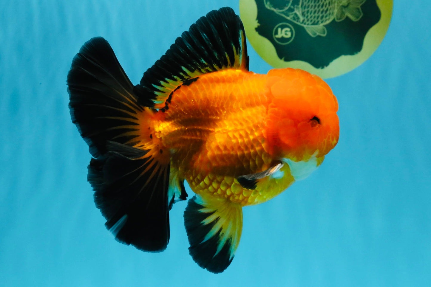 CHONKY A Grade Apache Oranda Male 5.5-6 inches #040326OR_09