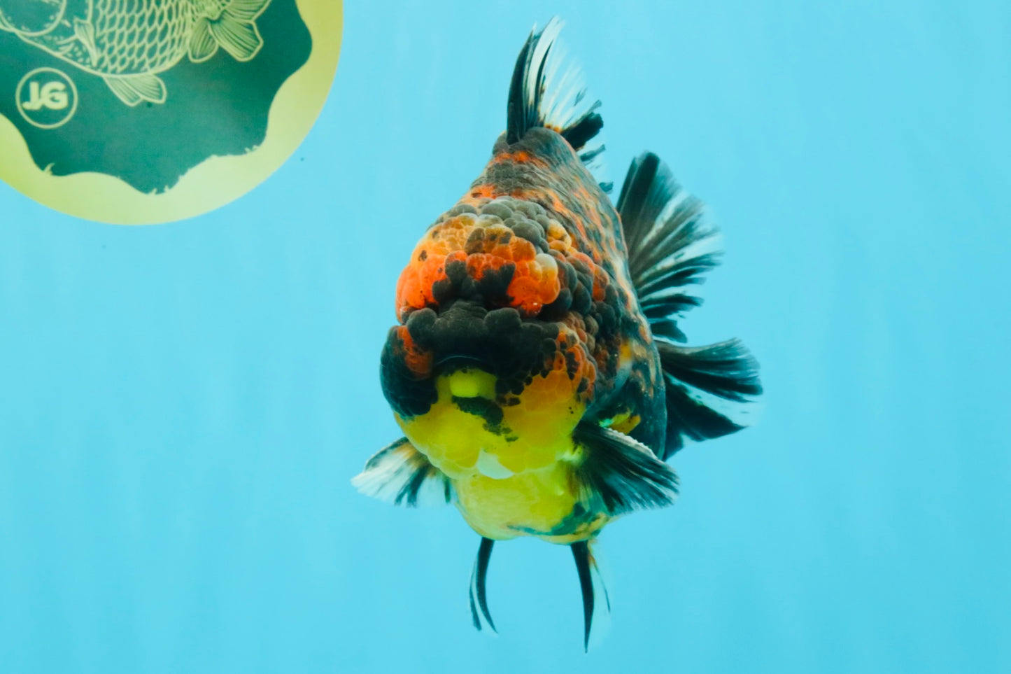 AAA Grade Godzilla Tiger Yuanbao Male 5.5 inches #030626YB_10