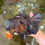 KING KONG AAA Grade Black Oranda Female 8 inches #100926OR_11