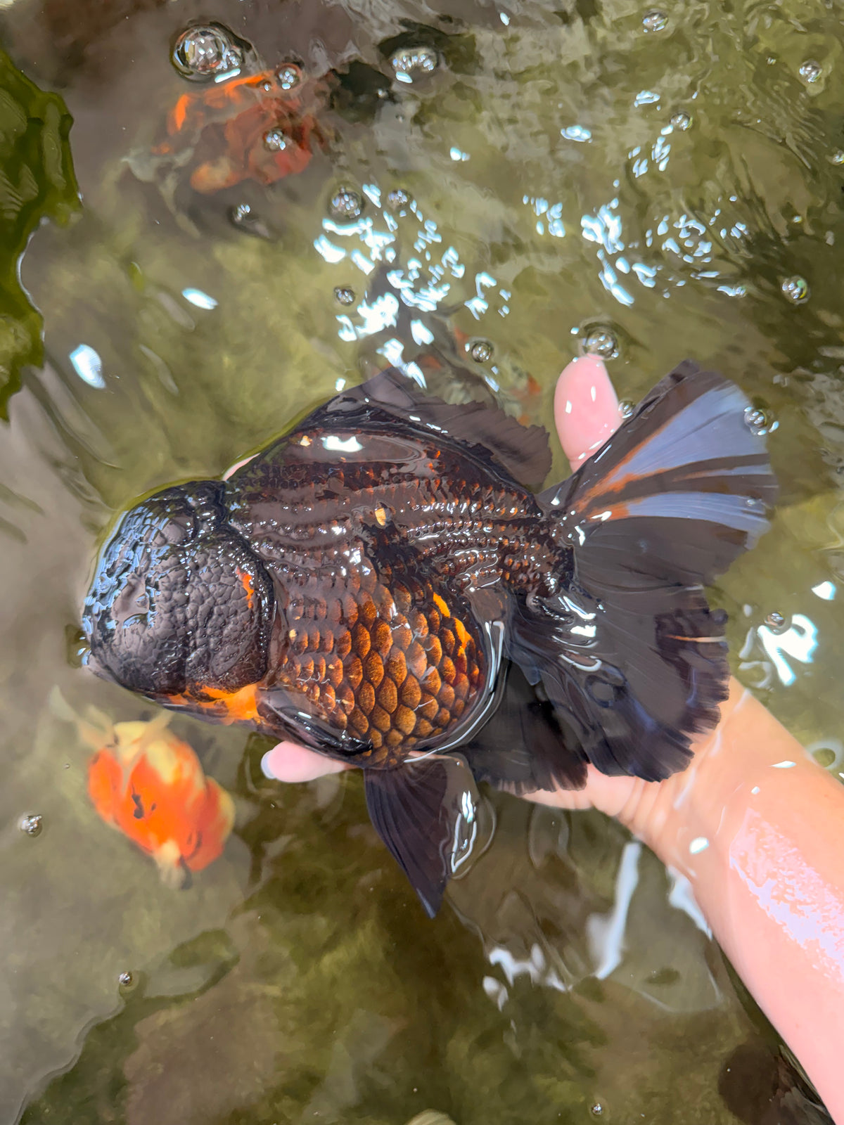 KING KONG AAA Grade Black Oranda Female 8 inches #100926OR_11