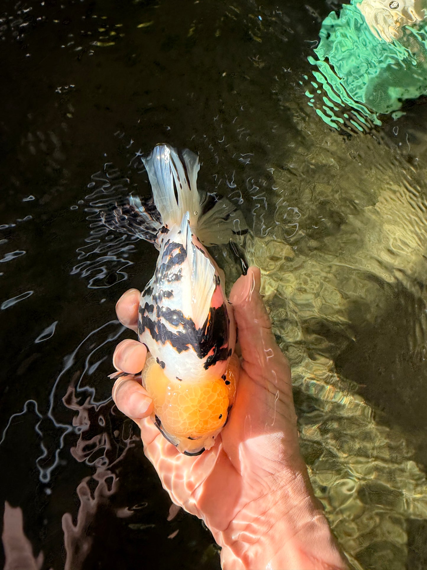 A Grade Special White Tiger Yuanbao Female 6 inches #022726YB_08