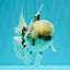 A Grade Marble Oranda Male 5.5 inches #050126OR_13
