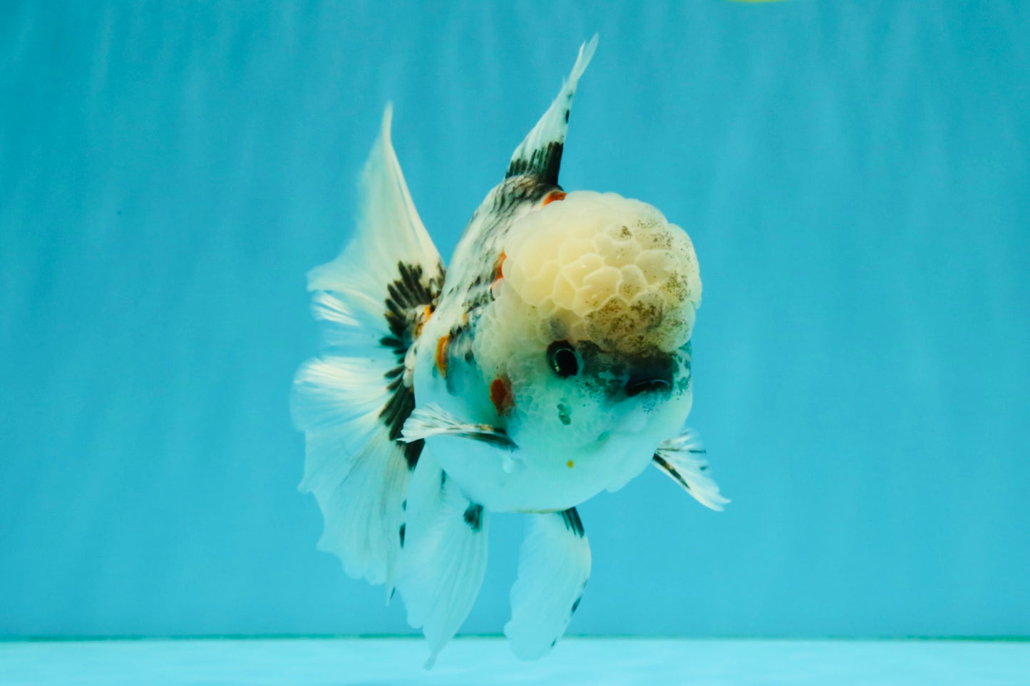 A Grade Marble Oranda Male 5.5 inches #050126OR_13