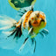 Calico Oranda Male 6.5 inches #072426OR_22