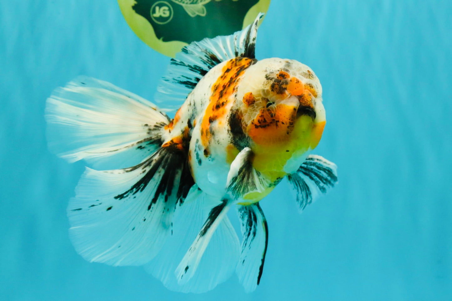 Calico Oranda Male 6.5 inches #072426OR_22