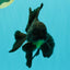 A Grade Black Oranda Male 5.5-6 inches #102326OR_11